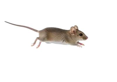 Imagen PNG para descargar